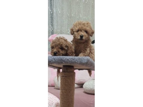 Toy poodle yavrular