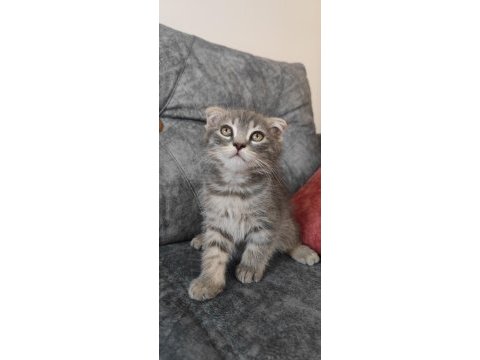 Sevimli scottish fold oğlumuza yuva arıyoruz