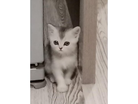 Kedimize sıcak bir yuva arıyoruz