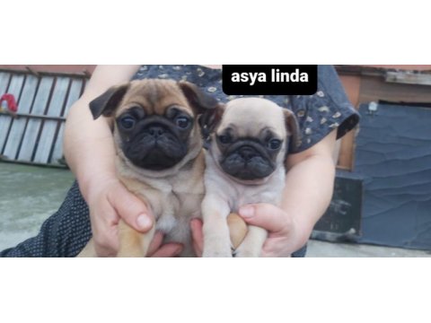 Pug mops bebekler