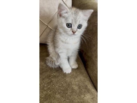 British shorthair prensesimiz yuvasını bekliyor