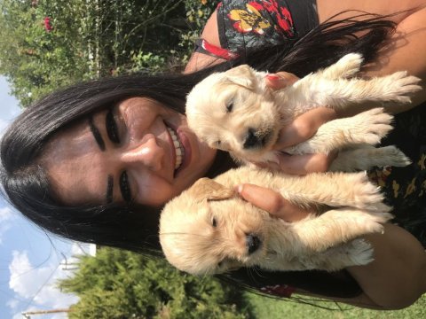 Baby face golden retriever yavrularım