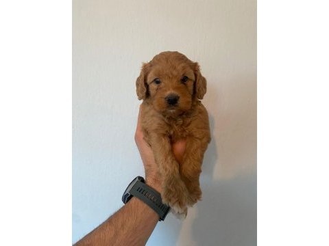 Orjinal ırk maltipoo yavrular sağlık garantili teslim