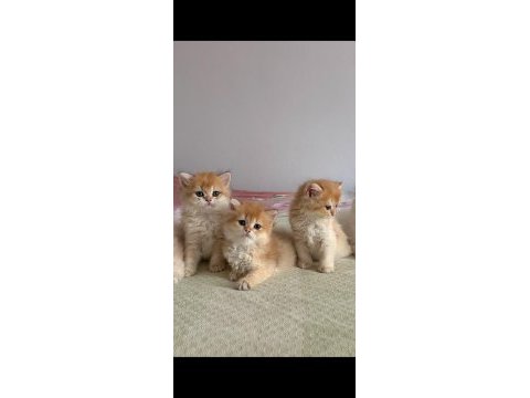 British longhair teslime hazır bebek