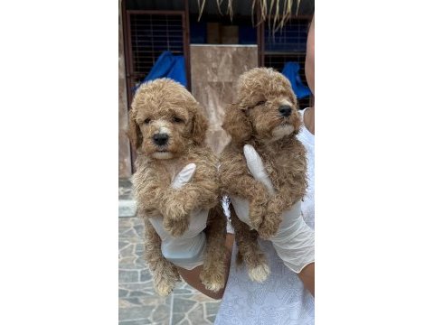 Minyatür poodle yavrularımız 