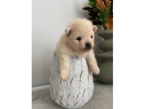 A kalite pomeranian bebekleri