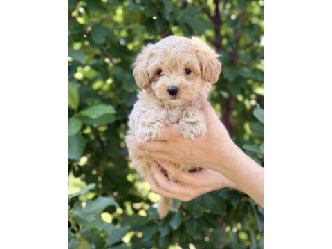 Maltipoo safkan