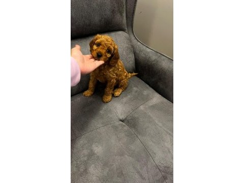 4 yavru toy poodle