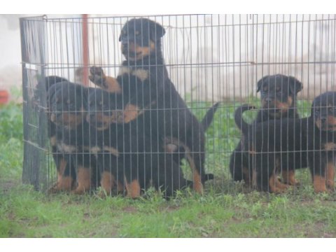 Fci şecereli rottweiler anne baba bebeklerimiz