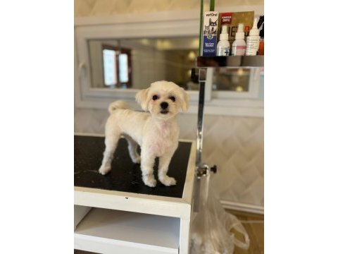 Köpeğimizi eşleştirmek için kızımıza koca arıyoruz
