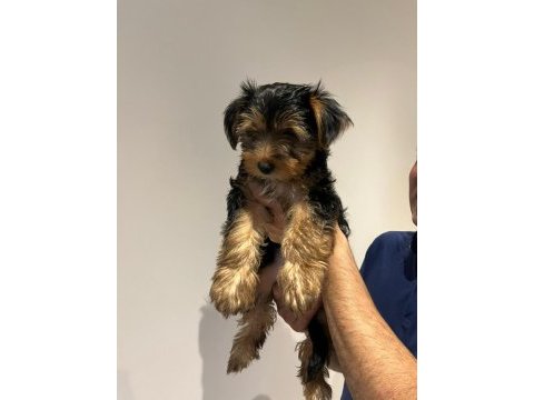 2 aylık yavru yorkshire terrier
