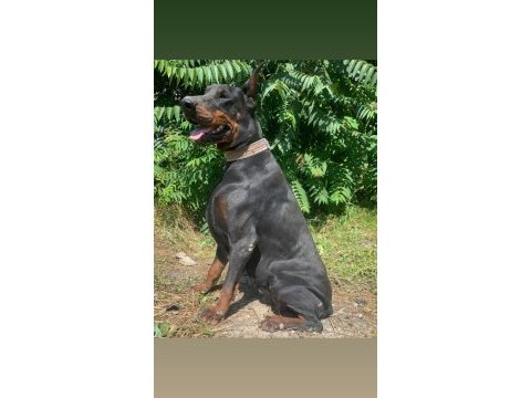İri yapılı doberman yavruları