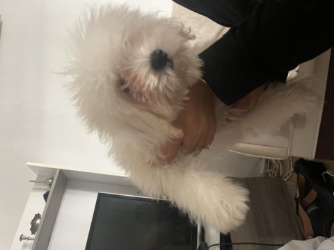 Korekan maltese terrier