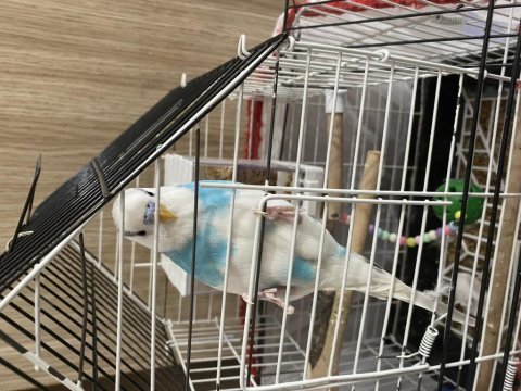 Satılık güzel renkte muhabbet kuşu