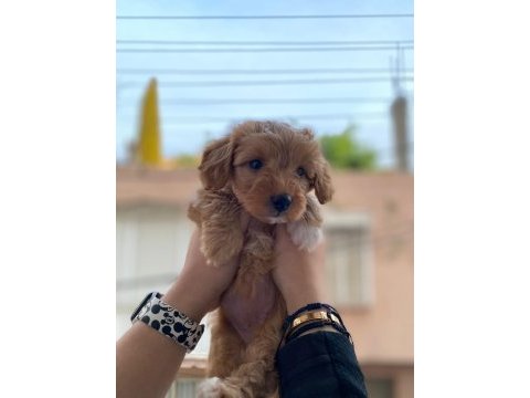 2 aylık dişi maltipoo aşıları yapıldı