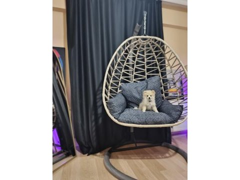 Pomeranian spitz 3-4 aylık