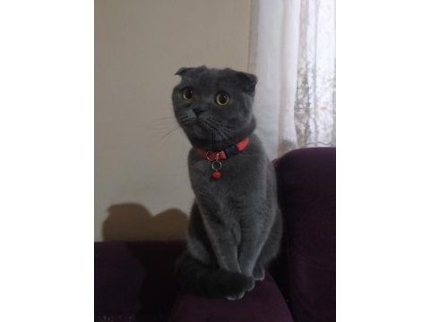 Eğitimli scottish fold kedisi