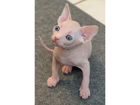 Sfenks bebeklerimiz evinizin neşesi olacaktır