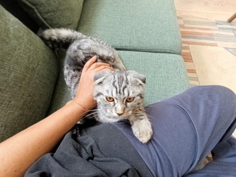 Sevgi pıtırcığı scottish fold