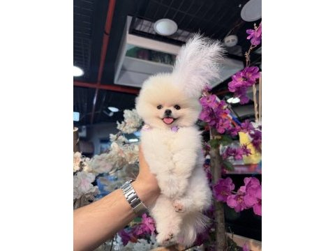 A kalite pomeranian boo