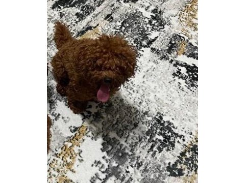 Ruhsatlı eğitim merkezimizden poodle yavrularım