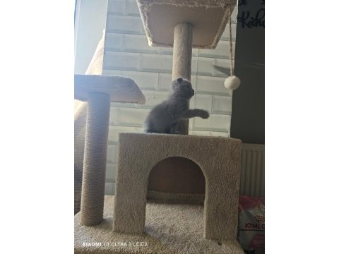 Koca kafa scottish fold bebekler