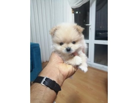 Stres savar pomeranian spitz