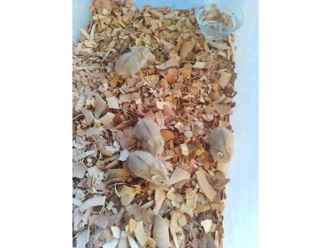 Üreticiden gonzales hamster