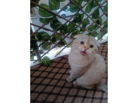 Scottish fold kedimize sıcak yuva arıyoruz
