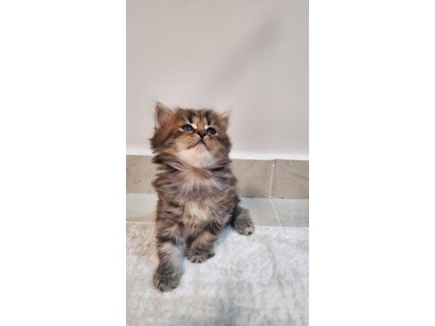 Mükemmel güzellik british longhair