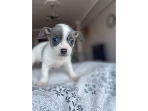 Mavi gözlü özel chihuahua istanbul