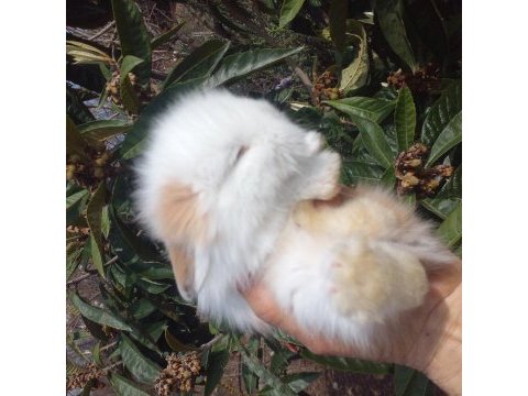 Sevimli teddy widder tavşan yavruları