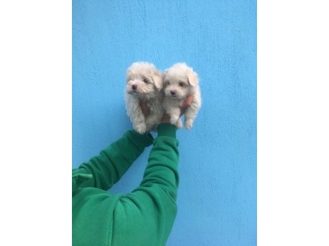 Mükemmel kalitede maltese terrier yavrularımız