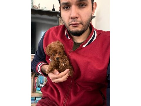 2 aylık yavru toy poodle