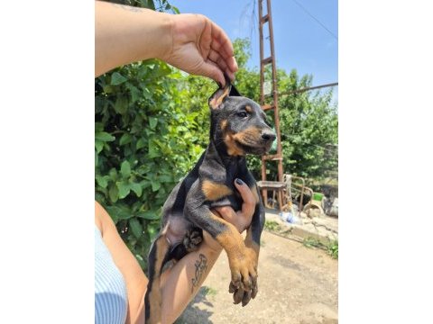 King doberman köpeği
