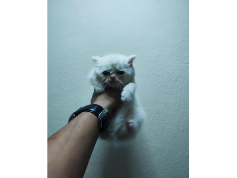 Safkan british shorthair balıkesirde