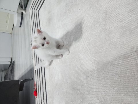 Acil izmir içi scottish fold
