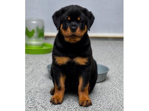 A şecereli anne babadan rottweiler yavrular kapıda ödeme