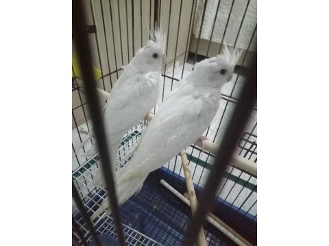 Evcil albino sultan papağanı yavrular