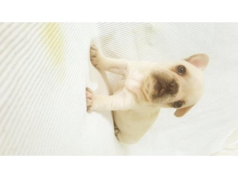 Merle paltinyum lilac blue french bulldog