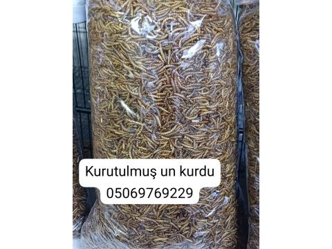 Un kurdu canlı kurutulmuş morio kurdu