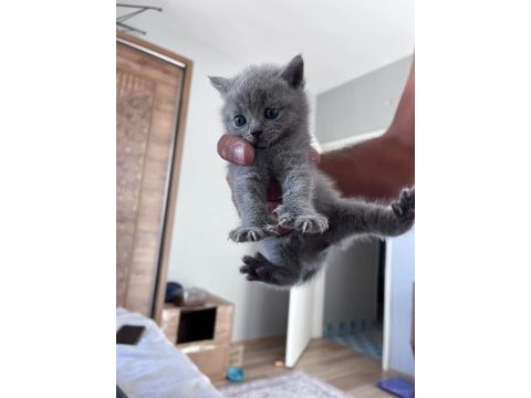 Orijinal ırk scottish fold