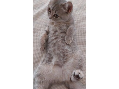 3 aylık dişi british shorthair yavrumuz