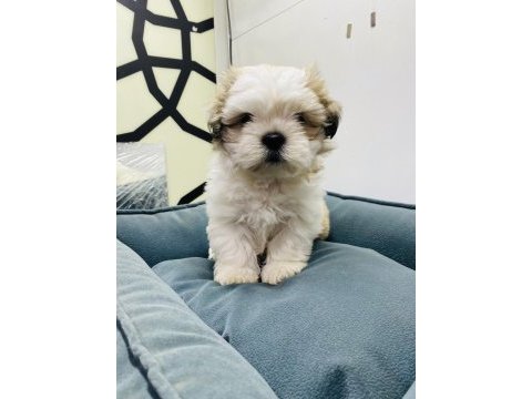 A kalite sağlık ırk garantili morkie yavrular