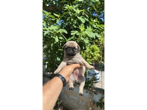 Pug dişi yavrum aşıları yapılı