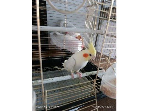 Sultan papağanı 11 aylık