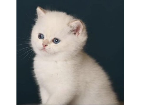British shorthair golden point