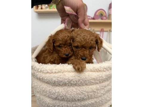 Premium toy poodle yavrular kocaeli