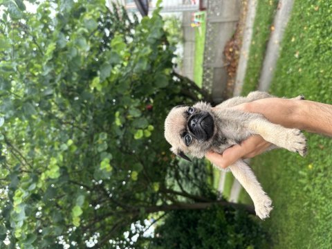 Pug mops yavrular
