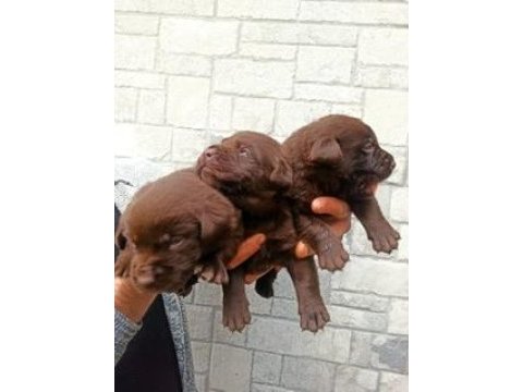 2 aylık cane corso yavrularımız